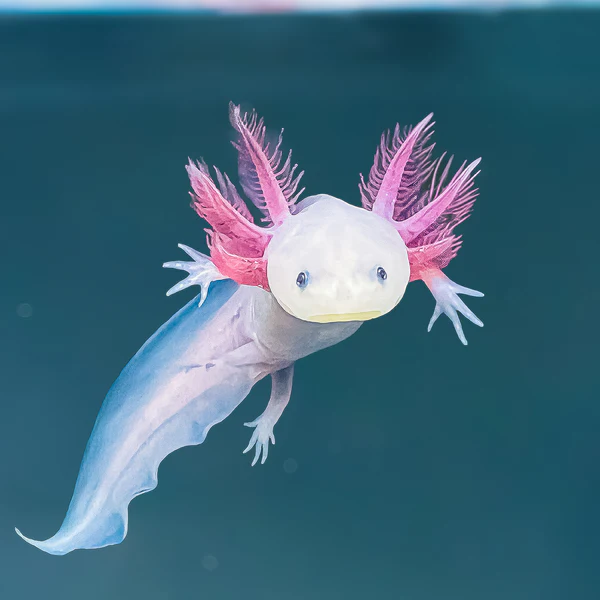 Adventures of the Axolotl